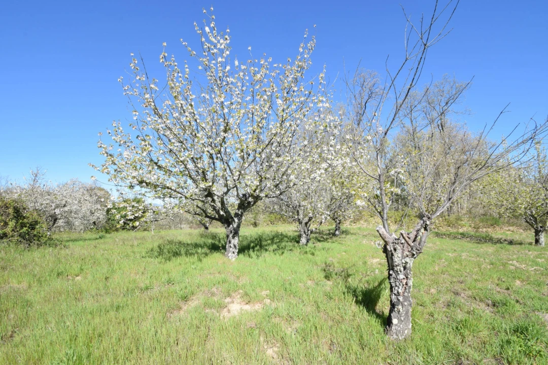 Terreno Agricola ou Rústico para Venda em Alcaide Foto 42
