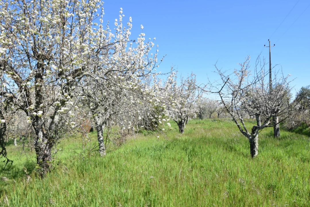 Terreno Agricola ou Rústico para Venda em Alcaide Foto 37