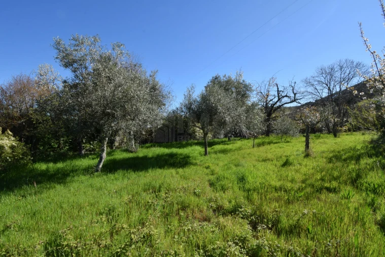 Terreno Agricola ou Rústico para Venda em Alcaide Foto 14