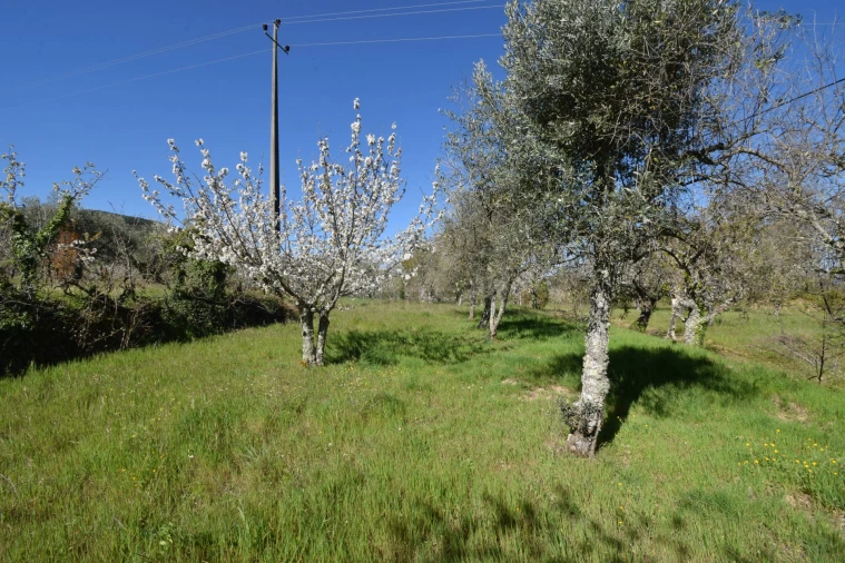 Terreno Agricola ou Rústico para Venda em Alcaide Foto 48