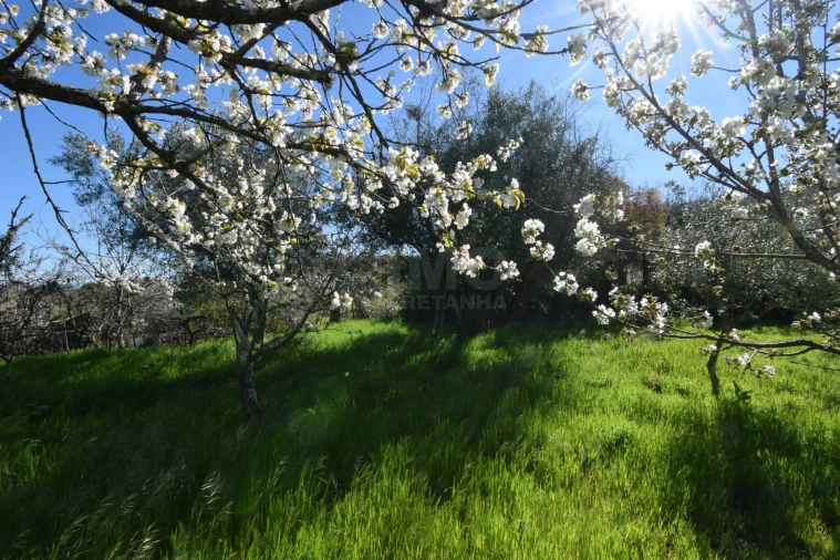 Terreno Agricola ou Rústico para Venda em Alcaide Foto 12
