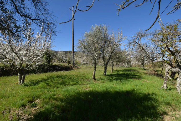 Terreno Agricola ou Rústico para Venda em Alcaide Foto 49