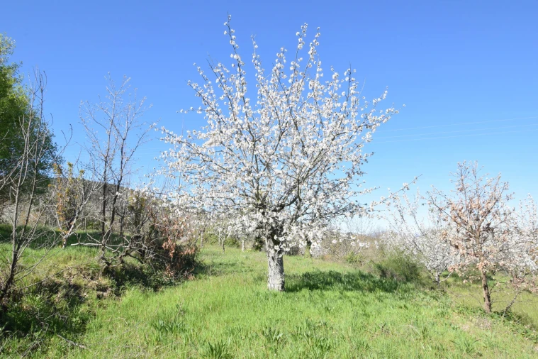 Terreno Agricola ou Rústico para Venda em Alcaide Foto 44