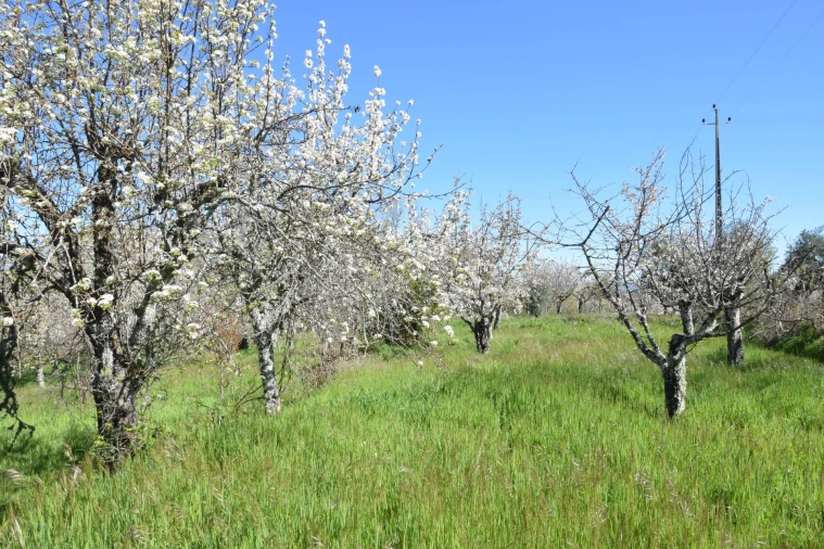 Terreno Agricola ou Rústico para Venda em Alcaide Foto 37