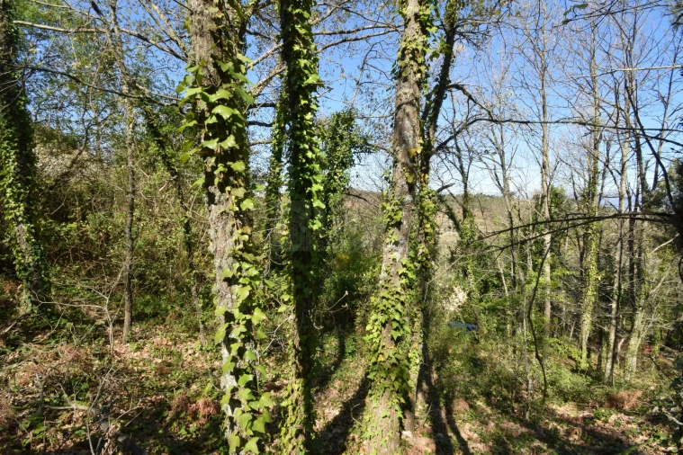 Terreno Agricola ou Rústico para Venda em Alcaide Foto 56