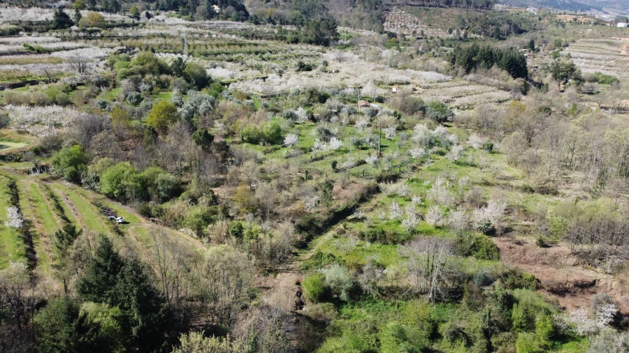 Terreno Agricola ou Rústico para Venda em Alcaide Foto 4