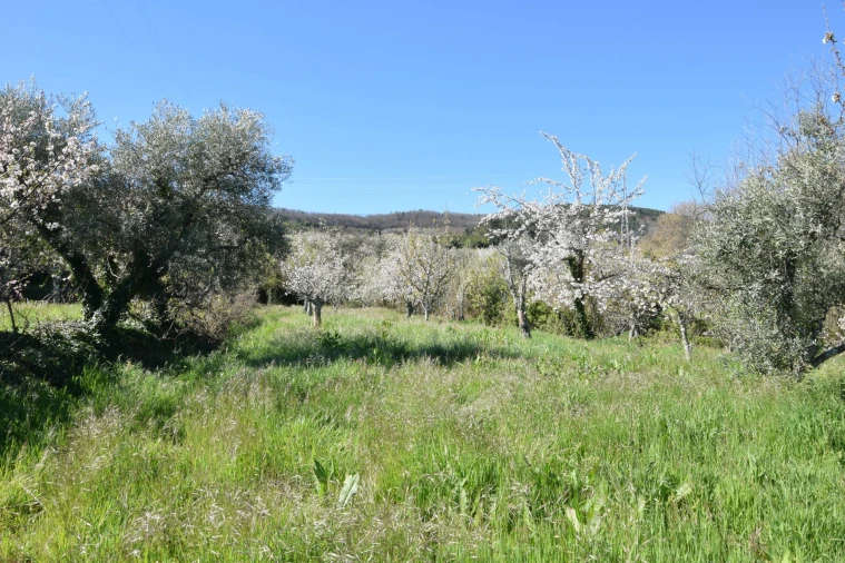 Terreno Agricola ou Rústico para Venda em Alcaide Foto 39