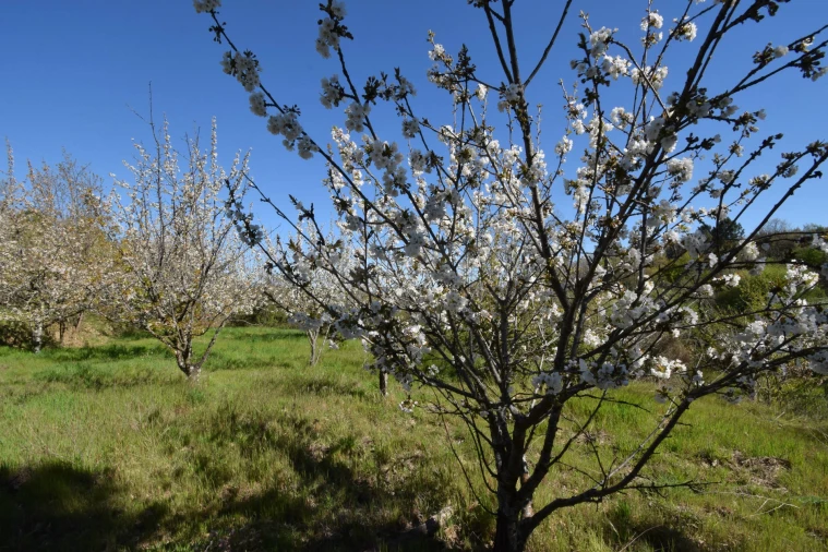 Terreno Agricola ou Rústico para Venda em Alcaide Foto 51
