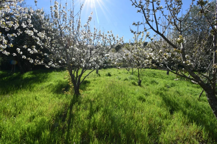 Terreno Agricola ou Rústico para Venda em Alcaide Foto 11
