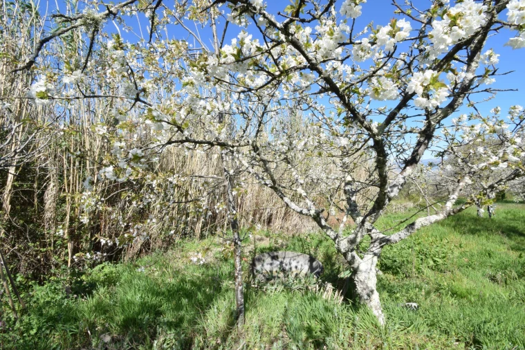 Terreno Agricola ou Rústico para Venda em Alcaide Foto 36
