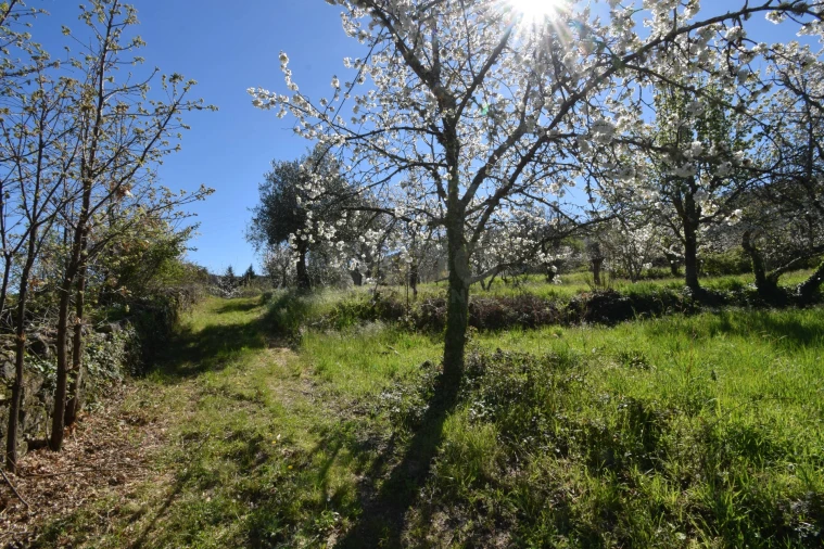 Terreno Agricola ou Rústico para Venda em Alcaide Foto 53