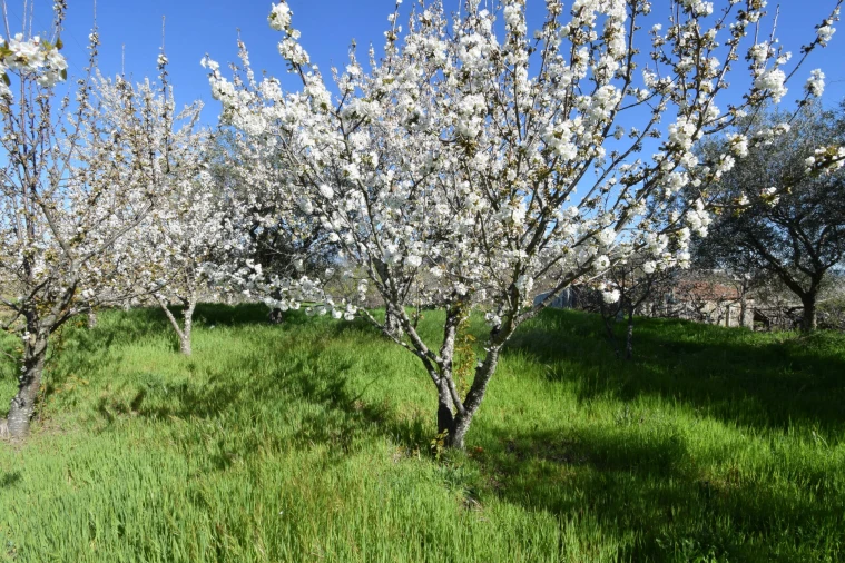 Terreno Agricola ou Rústico para Venda em Alcaide Foto 10