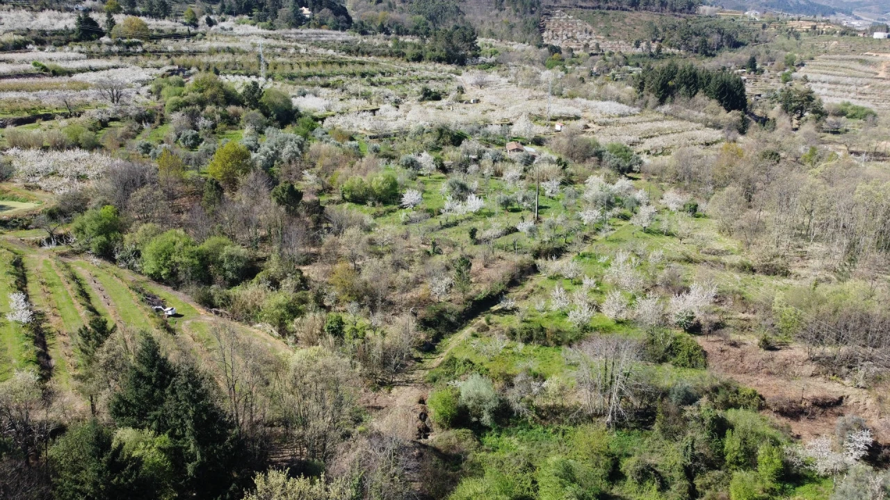 Terreno Agricola ou Rústico para Venda em Alcaide Foto 4