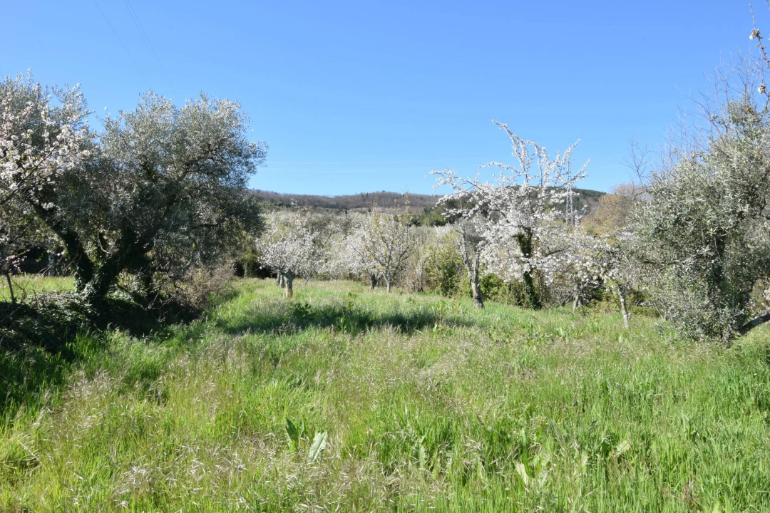 Terreno Agricola ou Rústico para Venda em Alcaide Foto 39