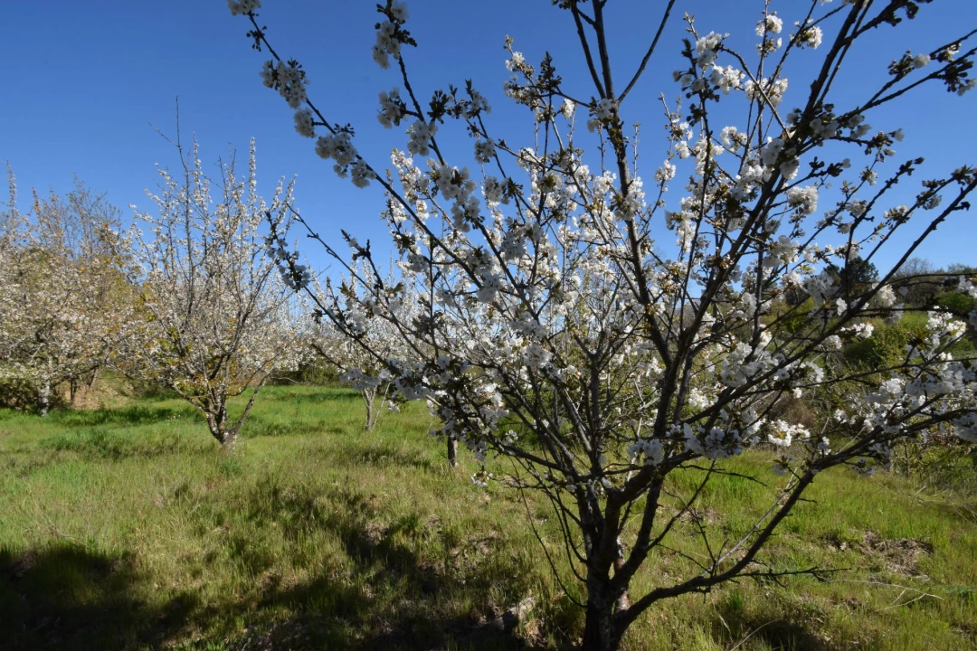 Terreno Agricola ou Rústico para Venda em Alcaide Foto 51