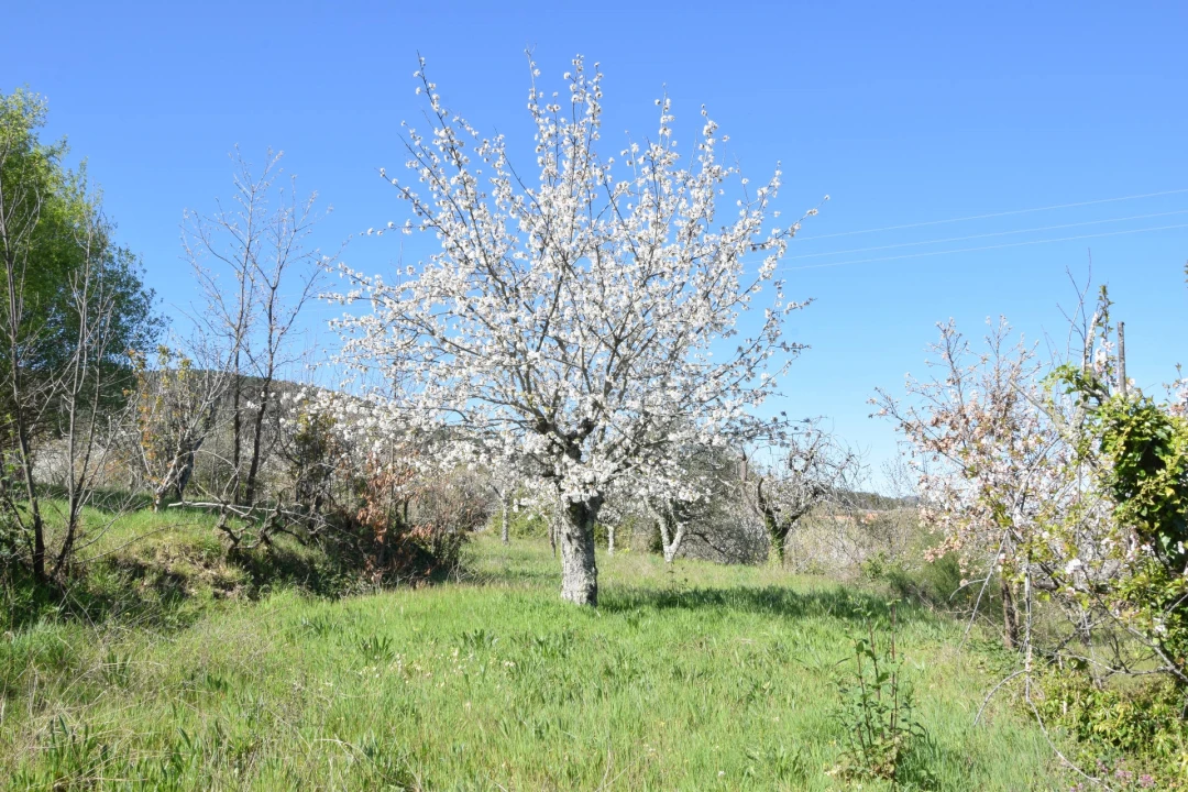 Terreno Agricola ou Rústico para Venda em Alcaide Foto 43