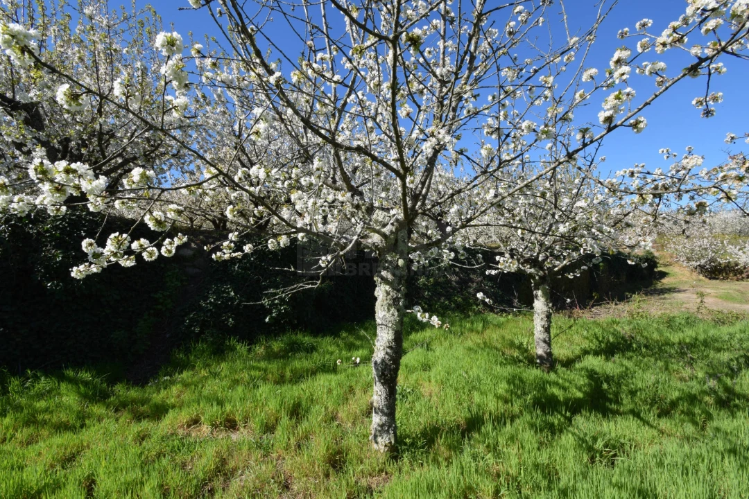 Terreno Agricola ou Rústico para Venda em Alcaide Foto 13