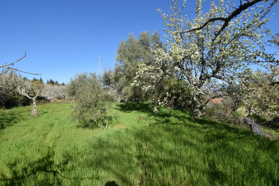Terreno Agricola ou Rústico para Venda em Alcaide Foto 15