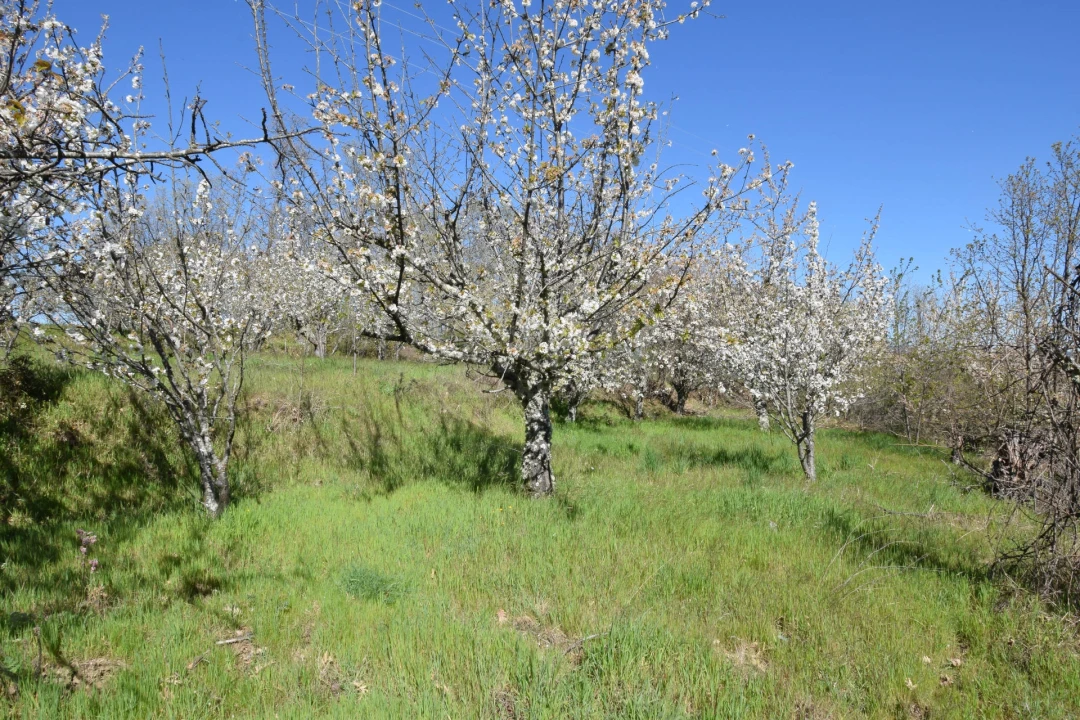 Terreno Agricola ou Rústico para Venda em Alcaide Foto 50