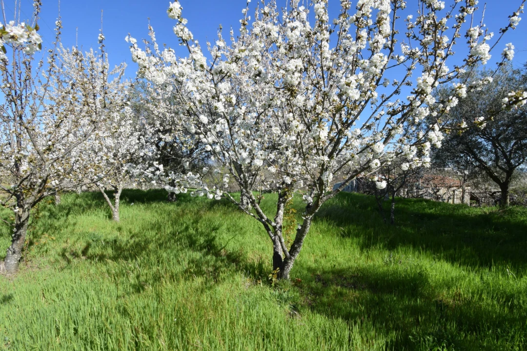 Terreno Agricola ou Rústico para Venda em Alcaide Foto 10