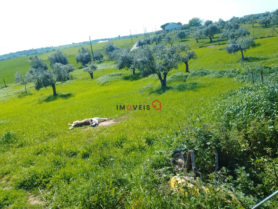 Terreno para Venda em Azoia de Cima e Tremês Foto 13