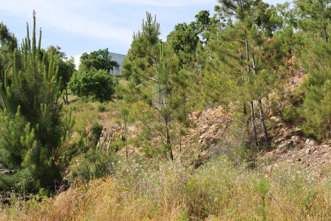 Terreno Misto para Venda em Sé e São Lourenço Foto 15