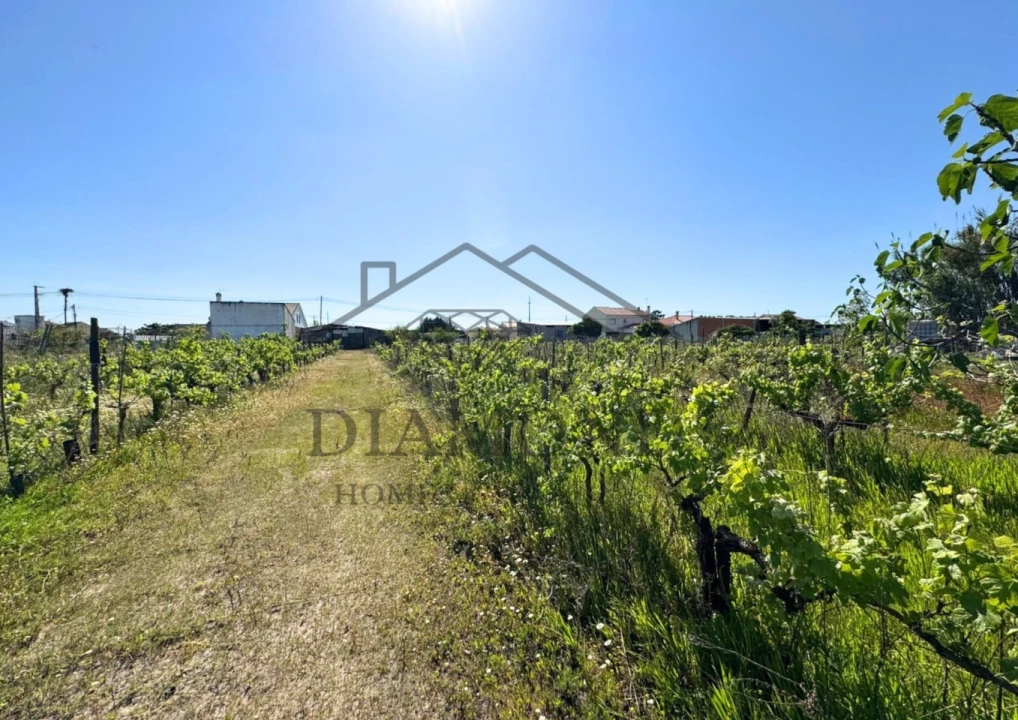 Terreno para Venda em Alpiarça Foto 7