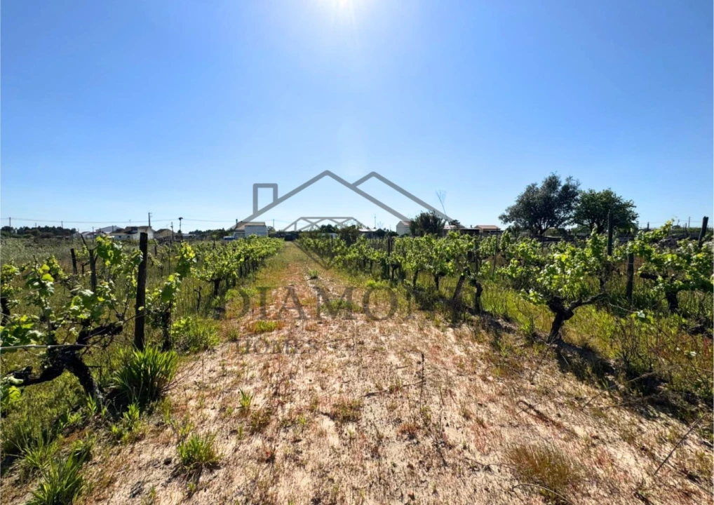 Terreno para Venda em Alpiarça Foto 16