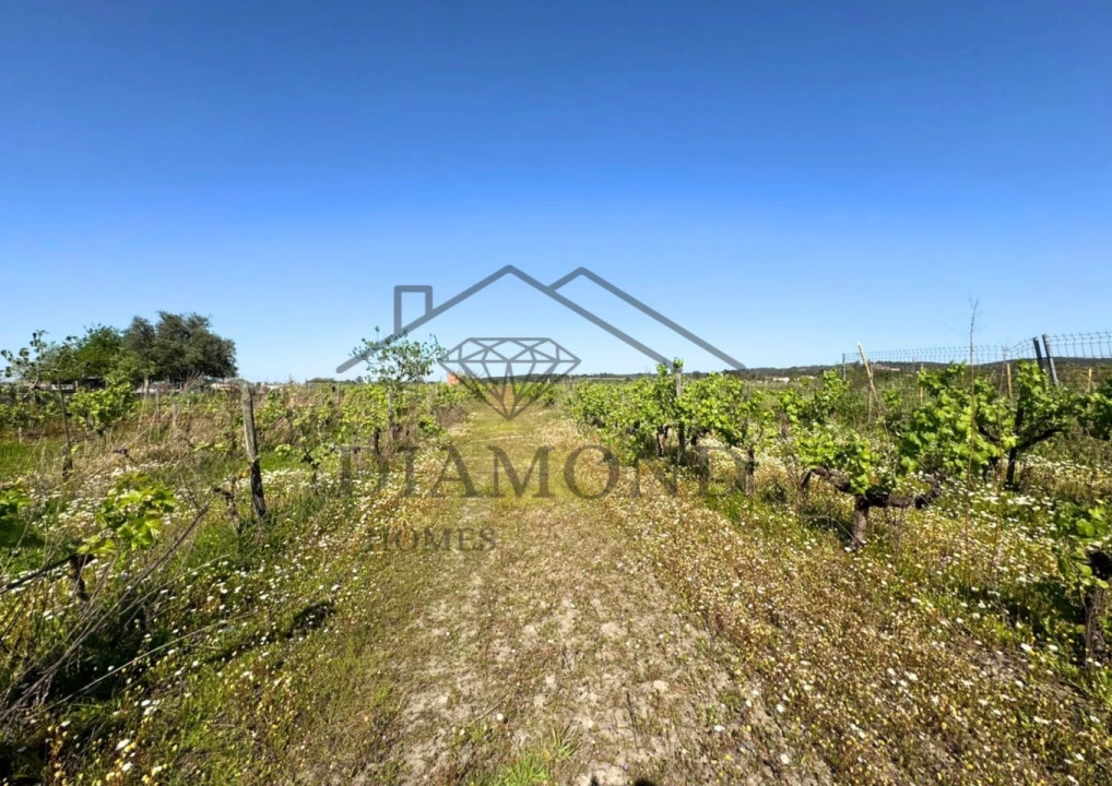 Terreno para Venda em Alpiarça Foto 18