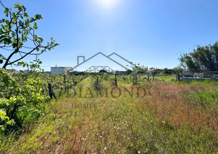 Terreno para Venda em Alpiarça Foto 6