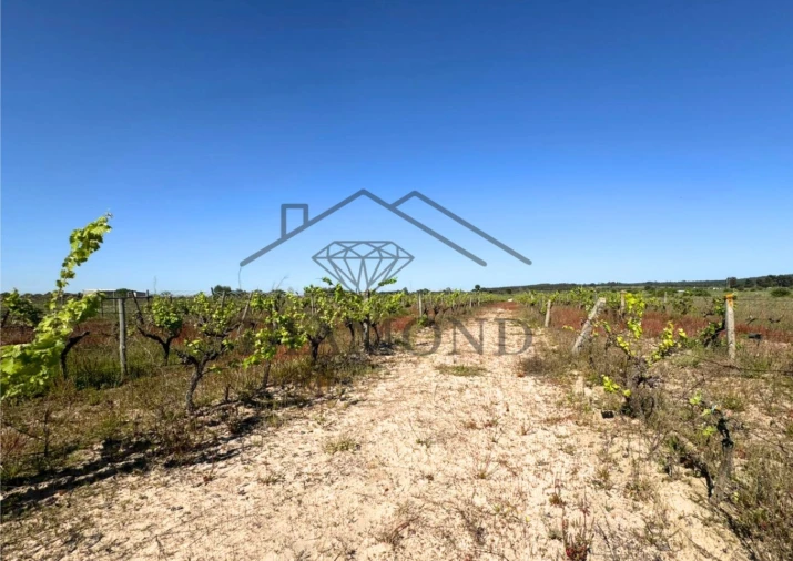 Terreno para Venda em Alpiarça Foto 13