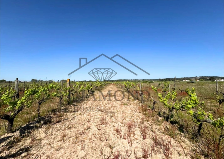 Terreno para Venda em Alpiarça Foto 15