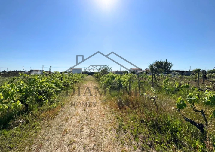 Terreno para Venda em Alpiarça Foto 17