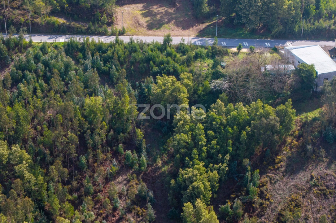 Terreno para Venda em Sobreira Foto 14