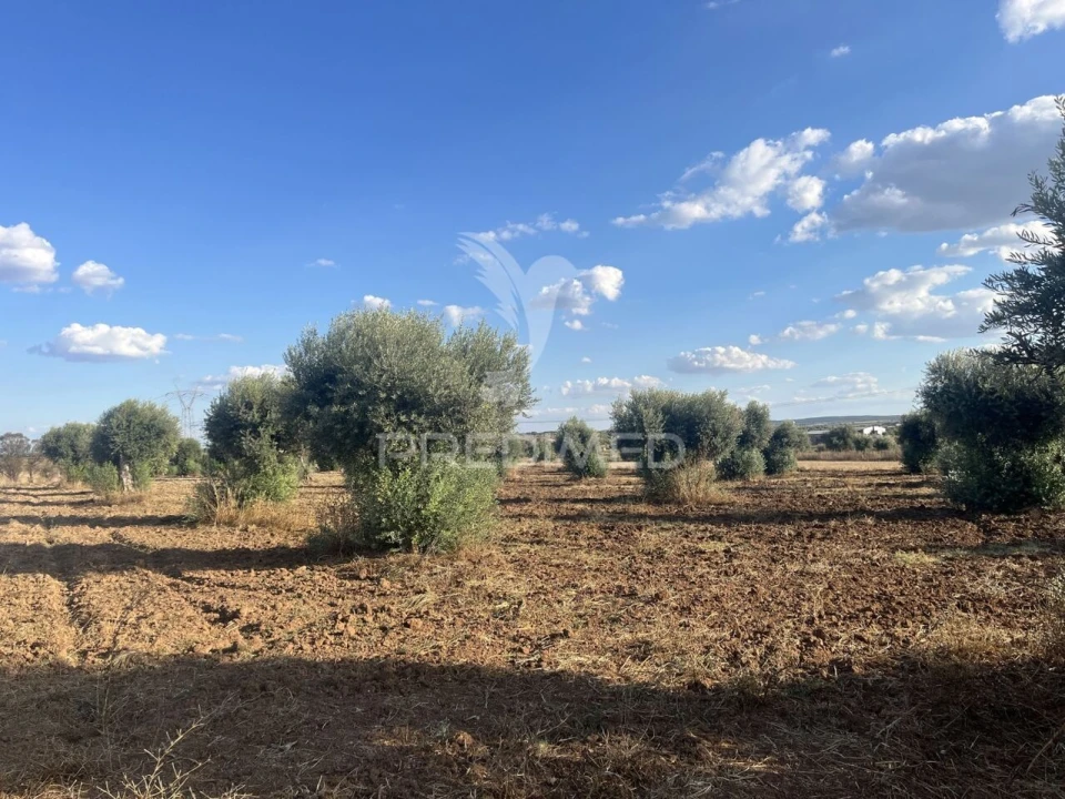 Terreno para Venda em Alfundão e Peroguarda Foto 2