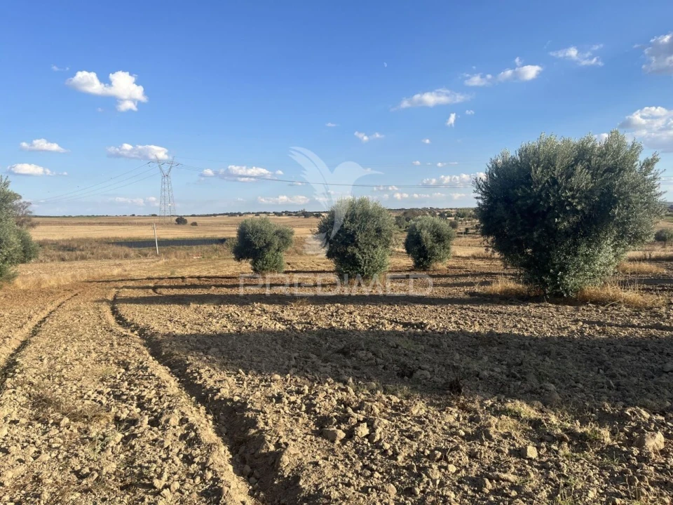 Terreno para Venda em Alfundão e Peroguarda Foto 14