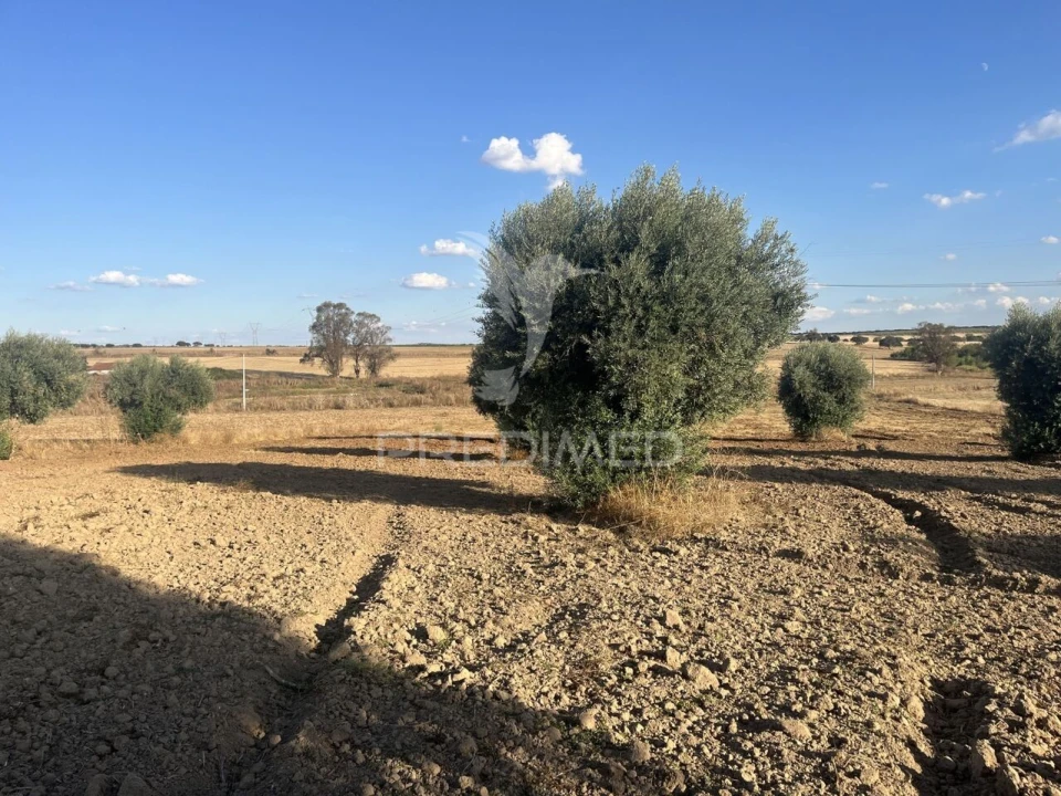 Terreno para Venda em Alfundão e Peroguarda Foto 8