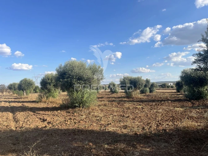 Terreno para Venda em Alfundão e Peroguarda Foto 2