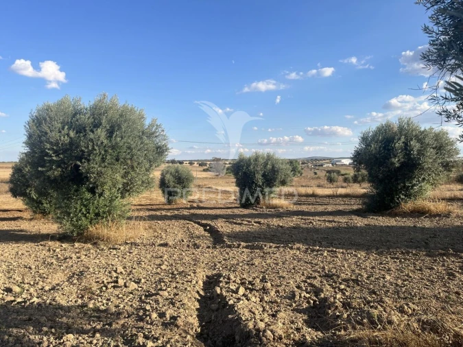 Terreno para Venda em Alfundão e Peroguarda Foto 15