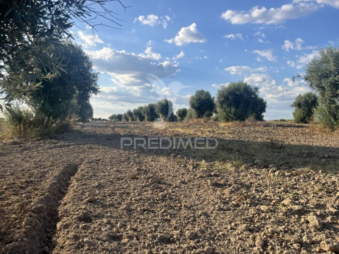 Terreno para Venda em Alfundão e Peroguarda Foto 9