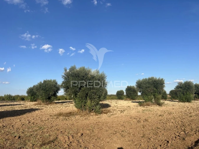 Terreno para Venda em Alfundão e Peroguarda Foto 7