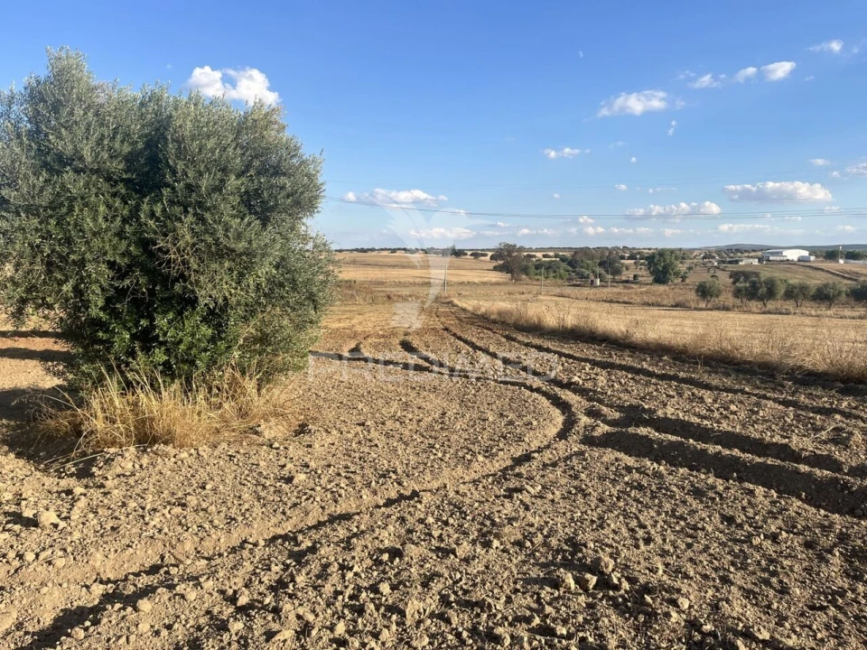 Terreno para Venda em Alfundão e Peroguarda Foto 10