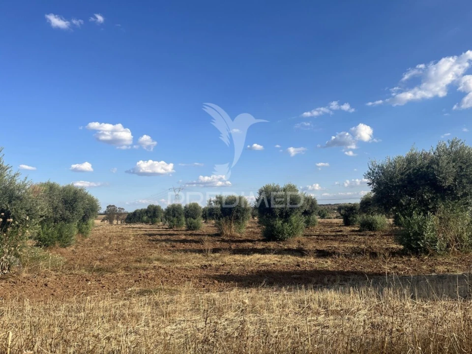 Terreno para Venda em Alfundão e Peroguarda Foto 1