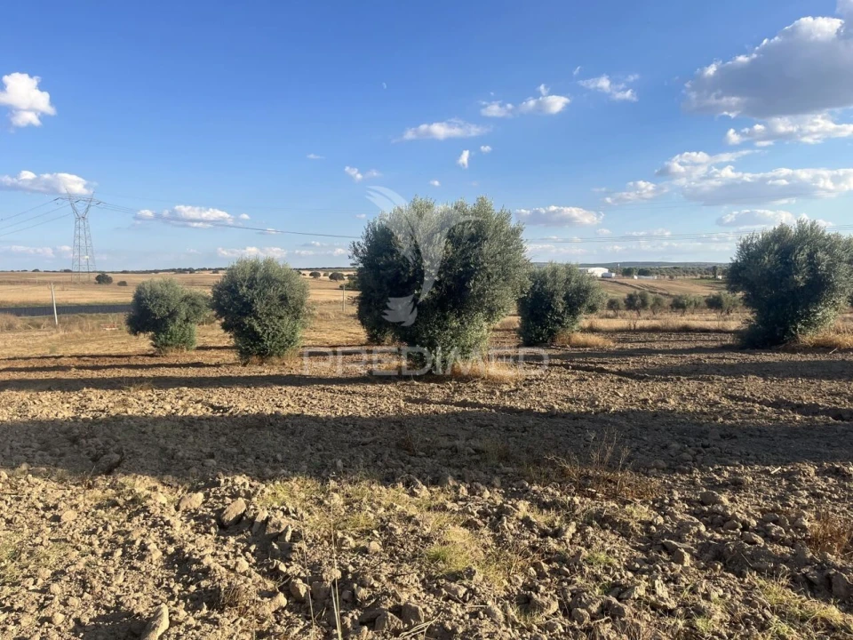 Terreno para Venda em Alfundão e Peroguarda Foto 13