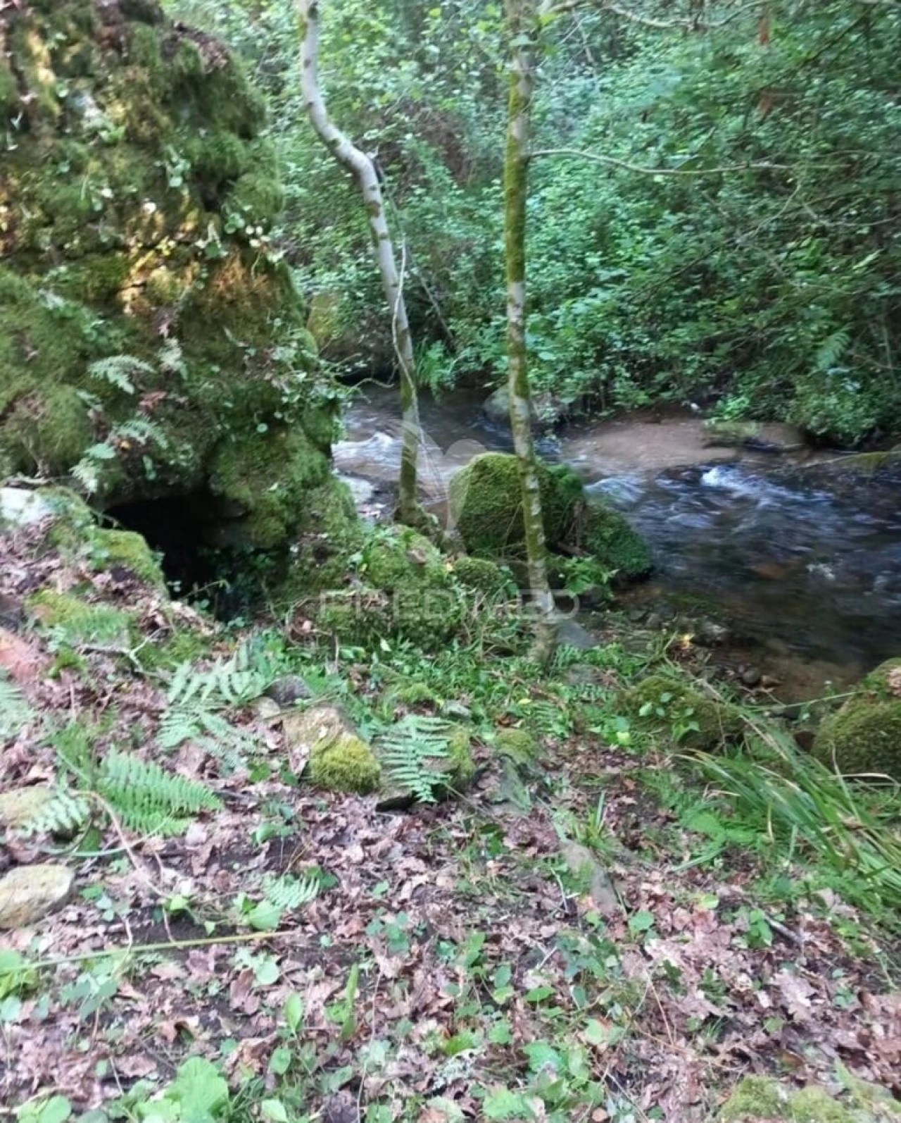 Terreno para Venda em Figueiró dos Vinhos e Bairradas Foto 10