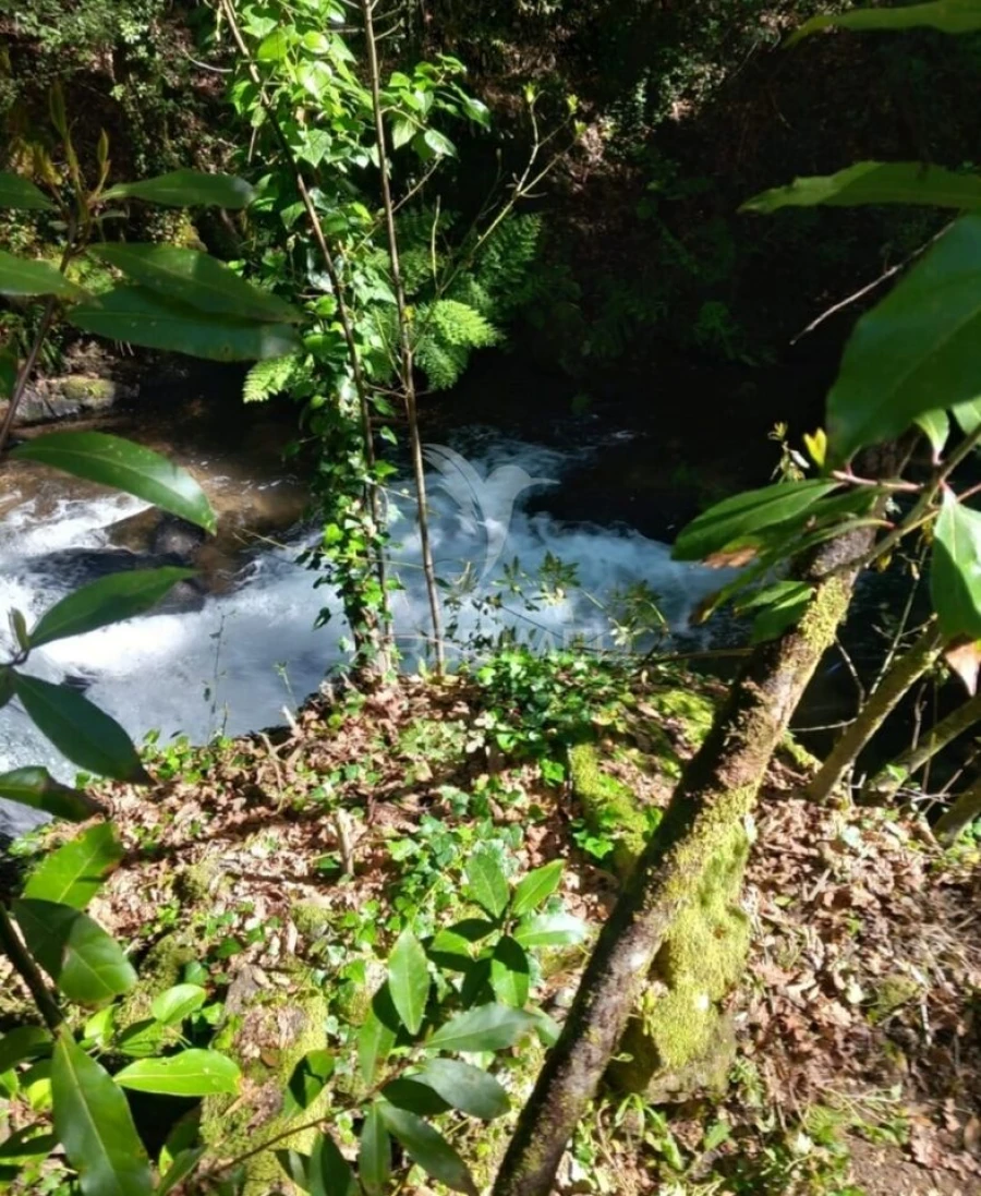 Terreno para Venda em Figueiró dos Vinhos e Bairradas Foto 4