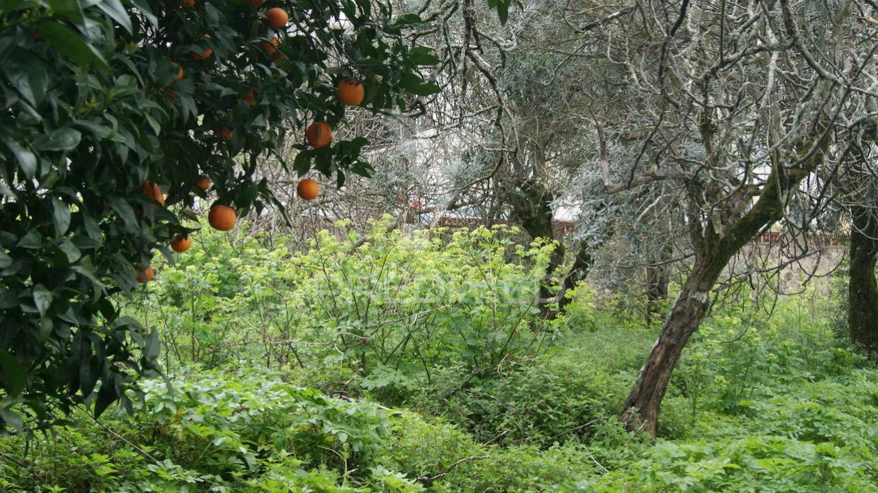 Moradia T6 para Venda em Ribeira de Nisa e Carreiras Foto 10
