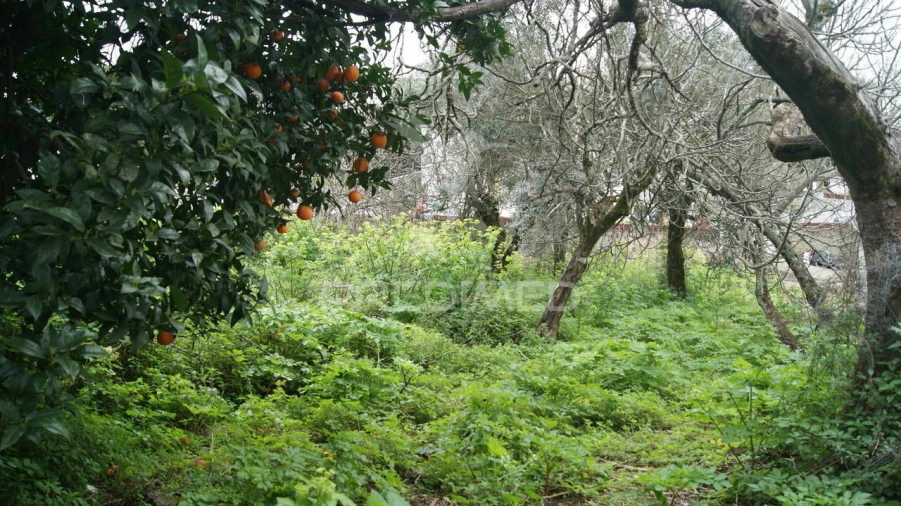 Moradia T6 para Venda em Ribeira de Nisa e Carreiras Foto 9