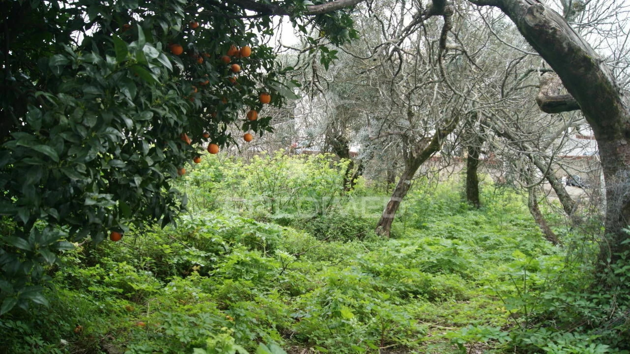 Moradia T6 para Venda em Ribeira de Nisa e Carreiras Foto 9