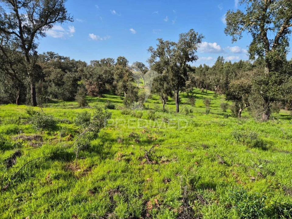 Terreno para Venda em São Domingos e Vale de Água Foto 8